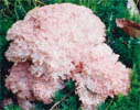 Ramaria botrytis (koralówka czerwonowierzchołkowa)