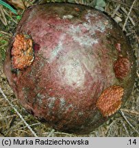 Imperator rhodopurpureus (borowik rudopurpurowy)