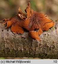 Encoelia furfuracea (orzechówka mączysta)