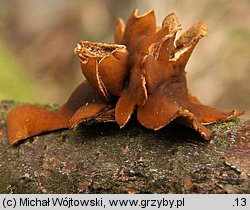 Encoelia furfuracea (orzechówka mączysta)