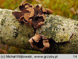 Encoelia furfuracea (orzechówka mączysta)