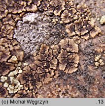 Acarospora fuscata (wielosporek brunatny)