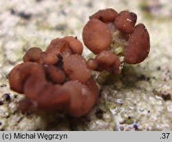 Baeomyces rufus (grzybinka brunatna)