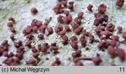 Baeomyces rufus (grzybinka brunatna)