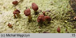 Baeomyces rufus (grzybinka brunatna)