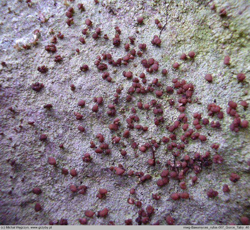 Baeomyces rufus (grzybinka brunatna)