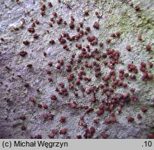 Baeomyces rufus (grzybinka brunatna)