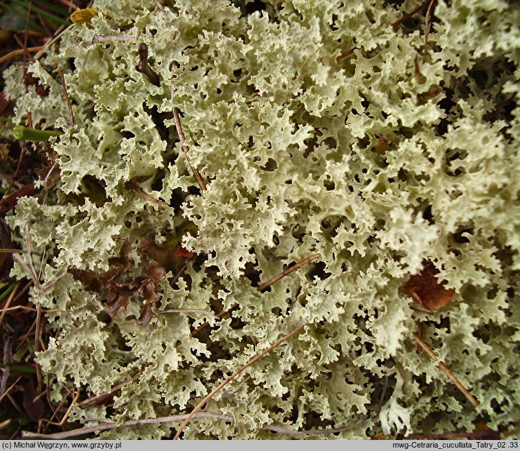 Flavocetraria cucullata (oskrzelka rynienkowata)