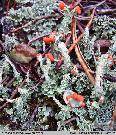 Cladonia bellidiflora (chrobotek strojny)