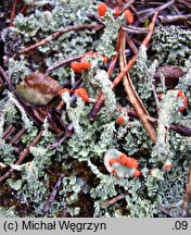 Cladonia bellidiflora (chrobotek strojny)