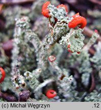 Cladonia bellidiflora (chrobotek strojny)