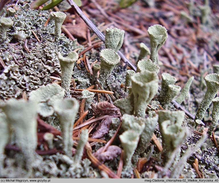 Cladonia chlorophaea (chrobotek kieliszkowaty)