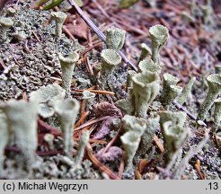 Cladonia chlorophaea (chrobotek kieliszkowaty)