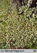 Cladonia digitata (chrobotek palczasty)