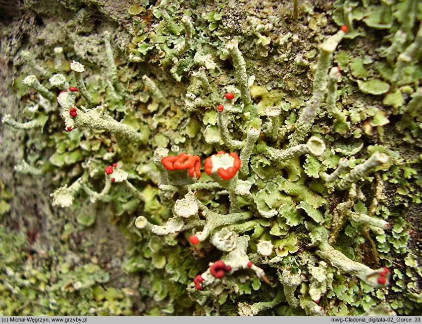 Cladonia digitata (chrobotek palczasty)