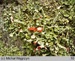 Cladonia digitata (chrobotek palczasty)