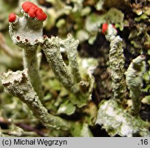 Cladonia digitata (chrobotek palczasty)