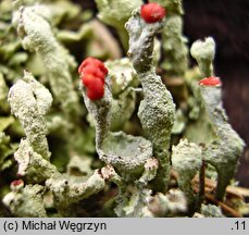 Cladonia digitata (chrobotek palczasty)