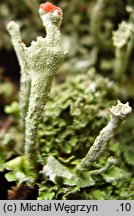 Cladonia digitata (chrobotek palczasty)