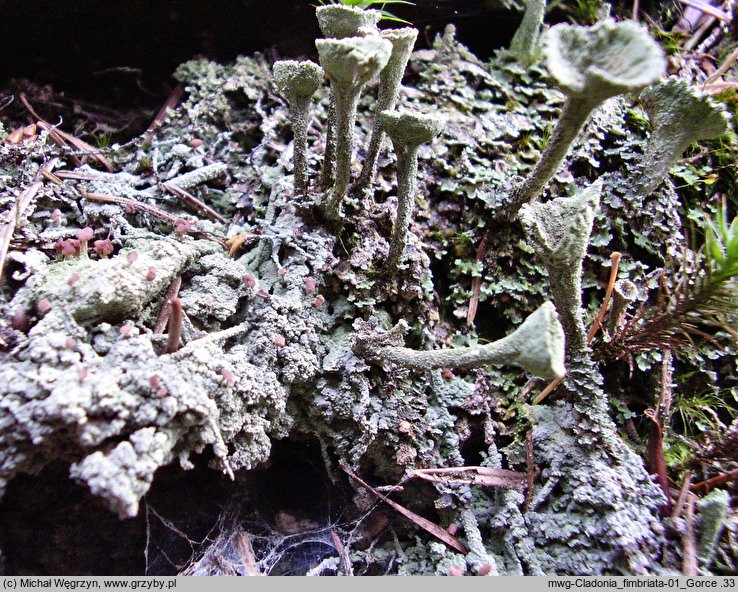 Cladonia fimbriata (chrobotek strzępiasty)
