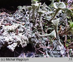 Cladonia fimbriata (chrobotek strzępiasty)