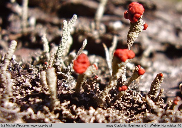 Cladonia floerkeana (chrobotek Floerkego)