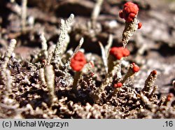 Cladonia floerkeana (chrobotek Floerkego)