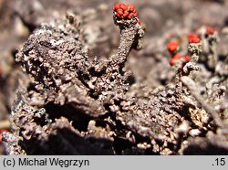 Cladonia floerkeana (chrobotek Floerkego)