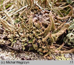 Cladonia macroceras (chrobotek olbrzymi)