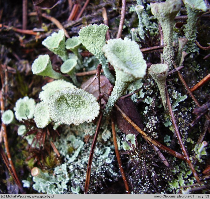 Cladonia pleurota (chrobotek mączysty)