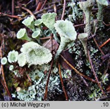 Cladonia pleurota (chrobotek mączysty)