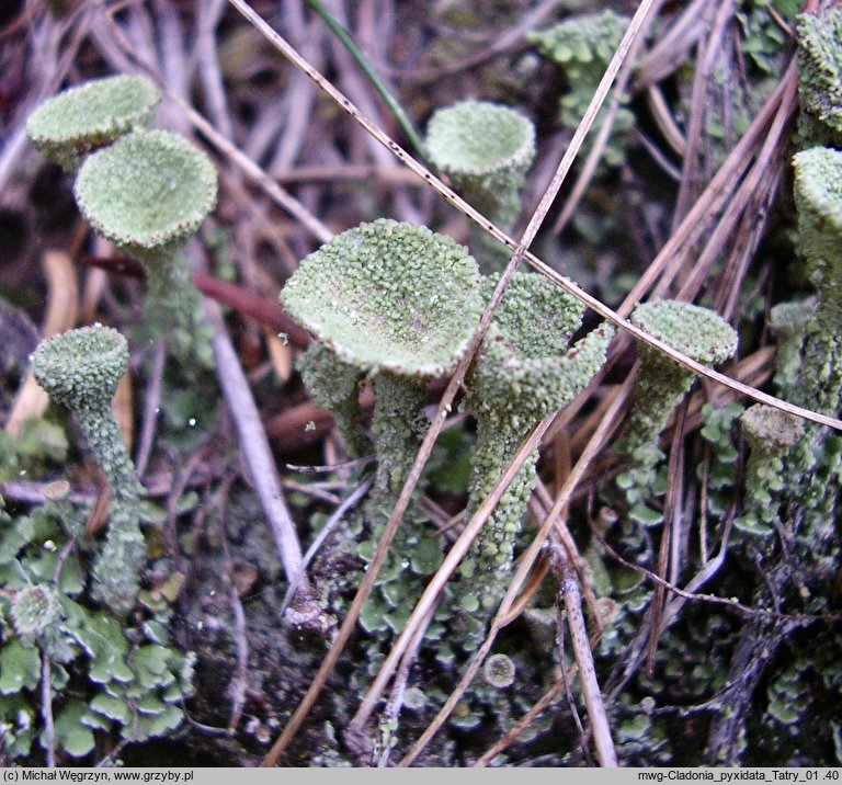 Cladonia pyxidata (chrobotek kubkowaty)