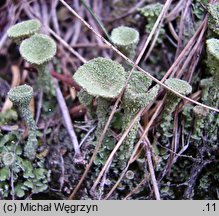 Cladonia pyxidata (chrobotek kubkowaty)