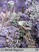 Cladonia pyxidata (chrobotek kubkowaty)