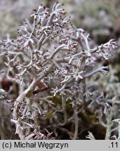 Cladonia rangiferina (chrobotek reniferowy)