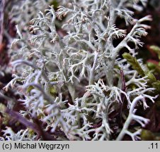 Cladonia rangiferina (chrobotek reniferowy)