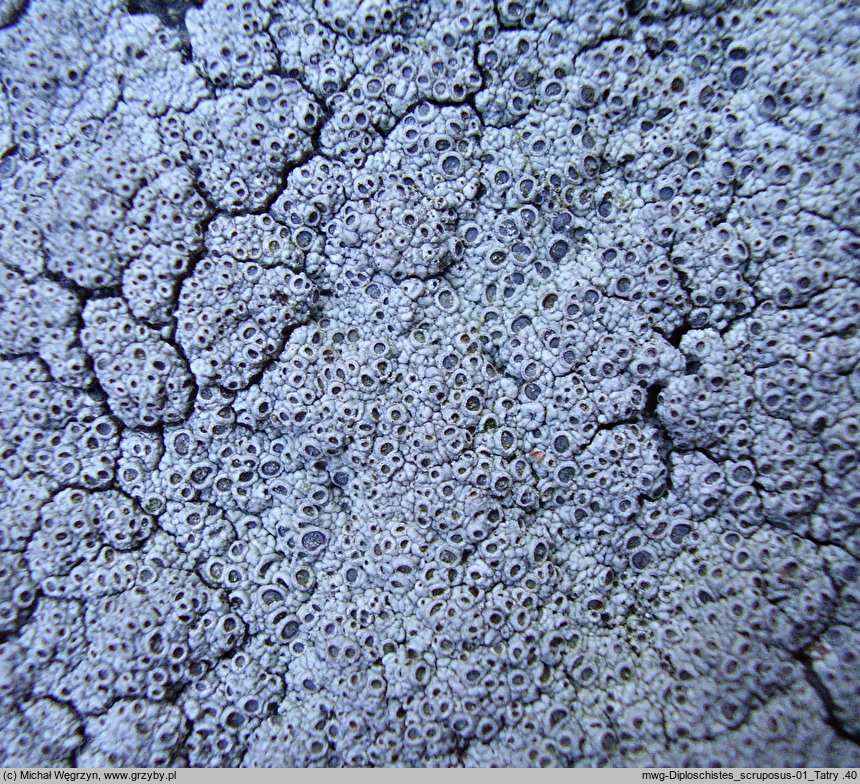 Diploschistes scruposus (słojecznica pospolita)