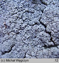 Diploschistes scruposus (słojecznica pospolita)
