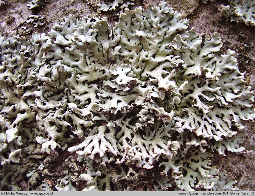 Hypogymnia physodes (pustułka pęcherzykowata)