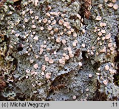 Icmadophila ericetorum (czasznik modrozielony)