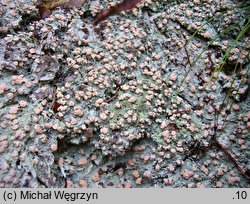 Icmadophila ericetorum (czasznik modrozielony)