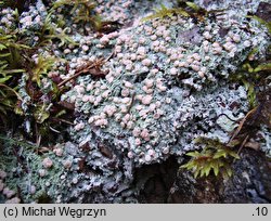 Icmadophila ericetorum (czasznik modrozielony)