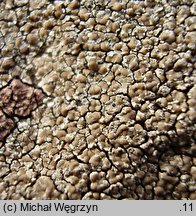 Lecanora polytropa (misecznica zwyczajna)