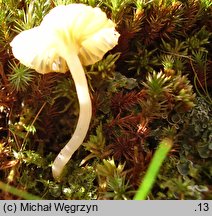 Lichenomphalia hudsoniana (pępówka żółtofiołkowa)