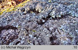Parmelia saxatilis (tarczownica skalna)