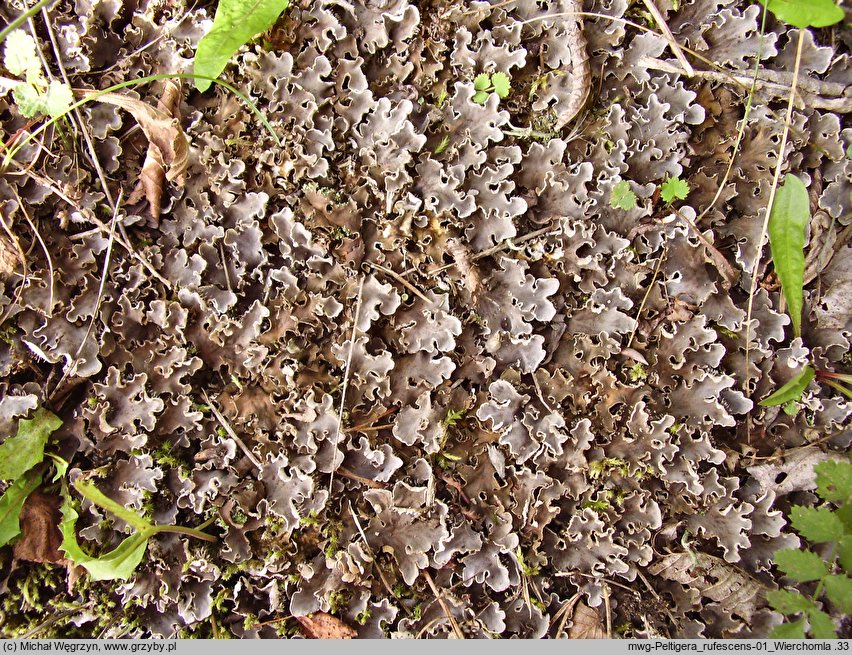 Peltigera rufescens (pawężnica rudawa)