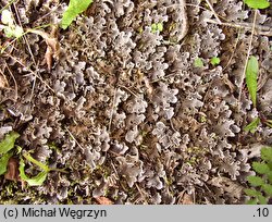 Peltigera rufescens (pawężnica rudawa)