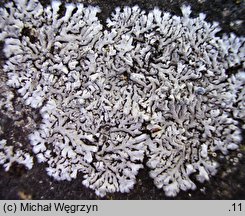 Physcia caesia (obrost modry)