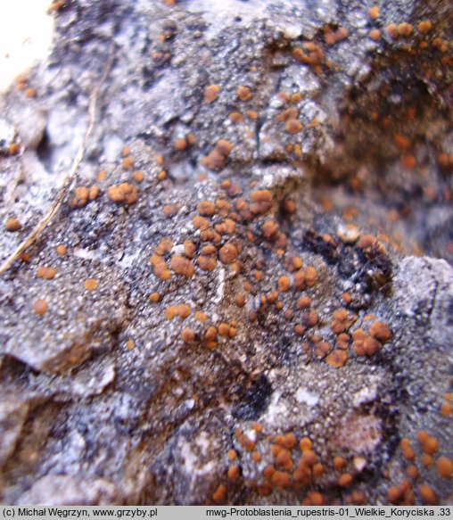 Protoblastenia rupestris (kulistka skalna)