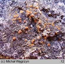 Protoblastenia rupestris (kulistka skalna)